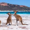 Kangaroos on beach at Lucky Bay, Cape Le Grand, Esperance, Western Australia