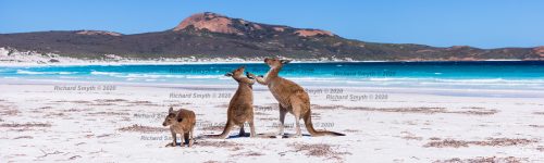 Kangaroos on beach at Lucky Bay, Cape Le Grand, Esperance, Western Australia